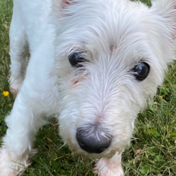 Meet your Posher, Sharon - Picture 1 of 1